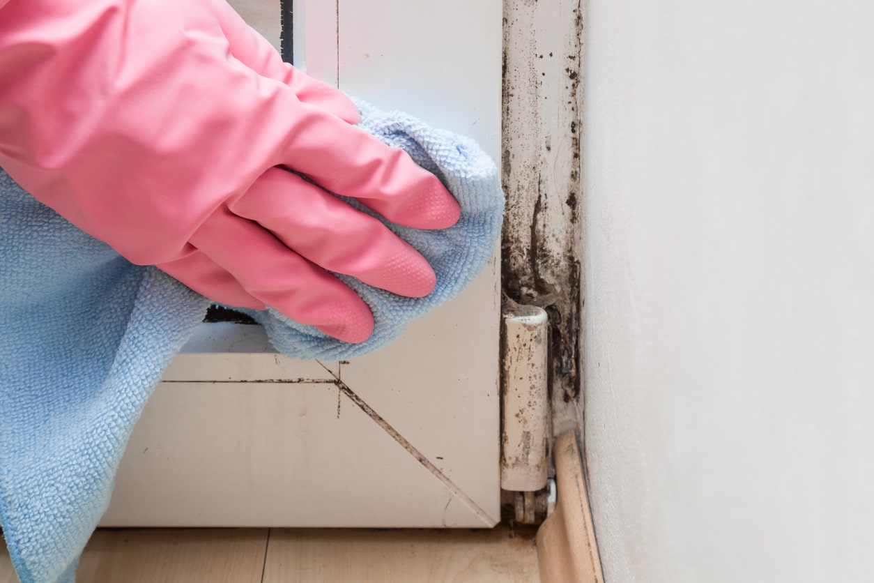 Close-up shot of a person wearing gloves cleaning up mold.