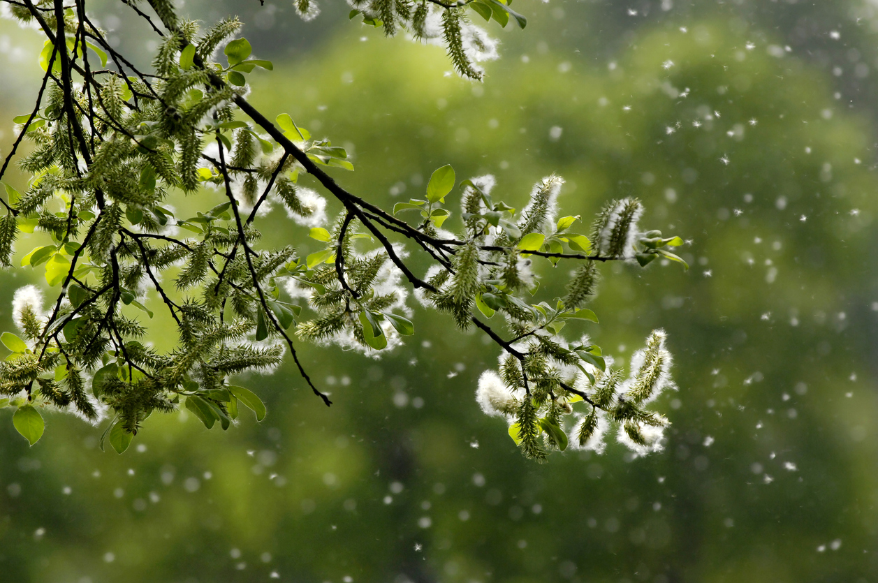 Tree pollen
