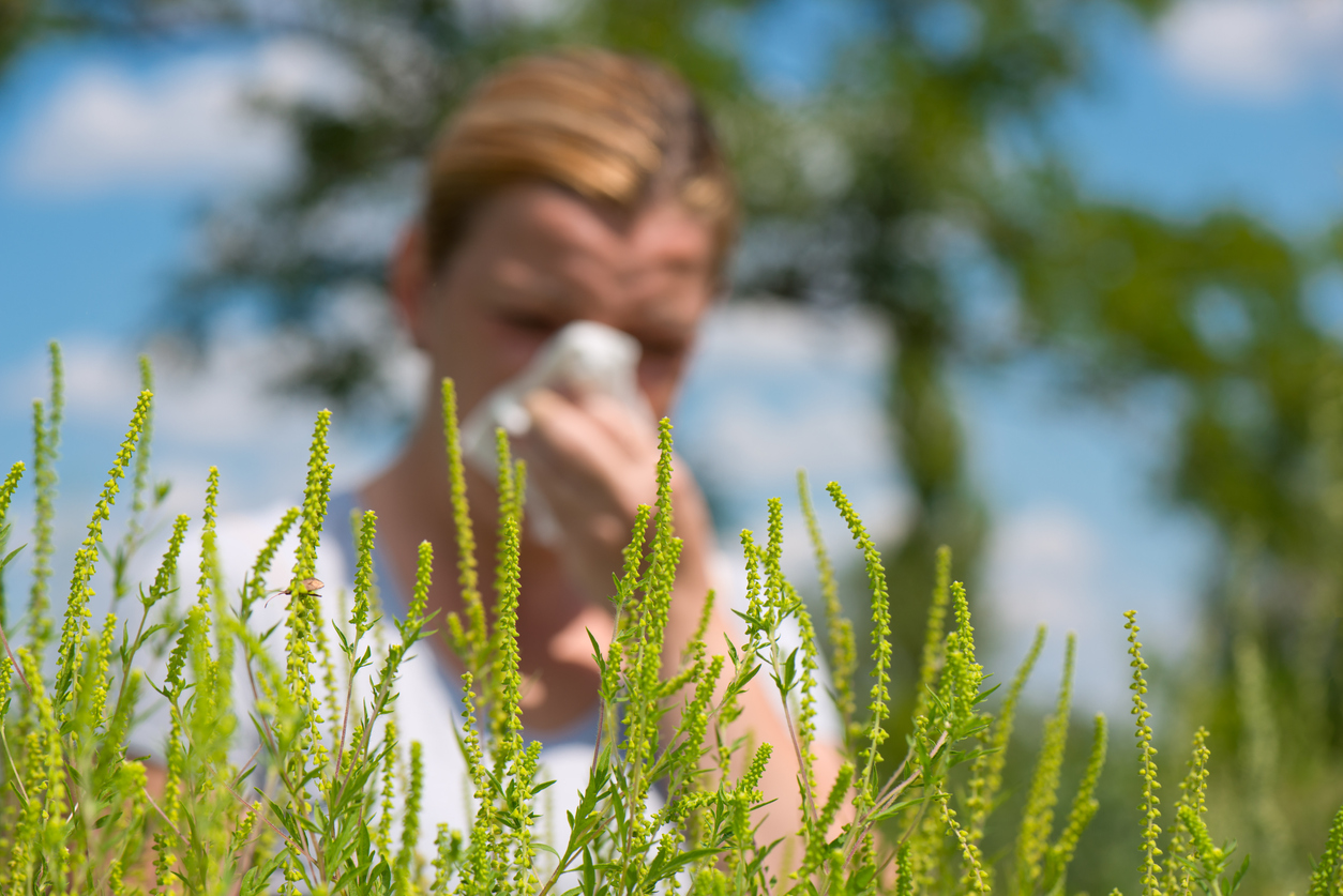 Woman with seasonal allergies blowing her nose behind ragweed