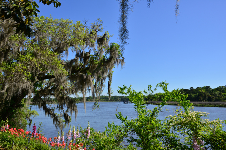 Swamp lands in Charleston, South Carolina
